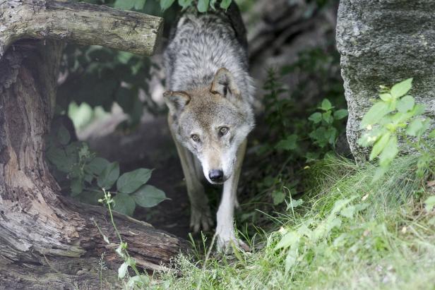 Verhärtete Fronten: Der Almkrieg um Wolf und Schaf