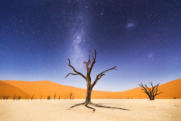 Ein abgestorbener Baum steht unter dem Sternenhimmel in der Namib-Wüste.