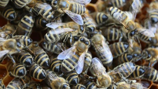 Was den Bienen zu schaffen macht