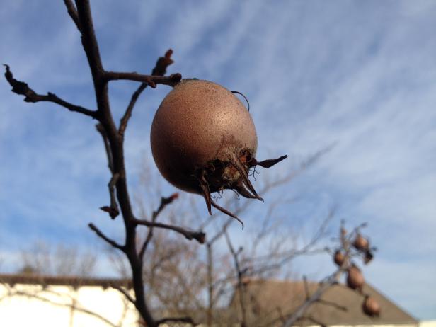 Mispel: Die unbekannte Winterfrucht