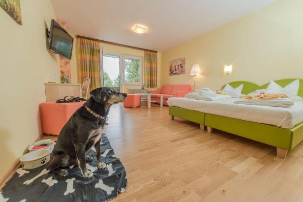 Hundeboom - Wie die Hotellerie auf vierbeinige Gäste reagiert