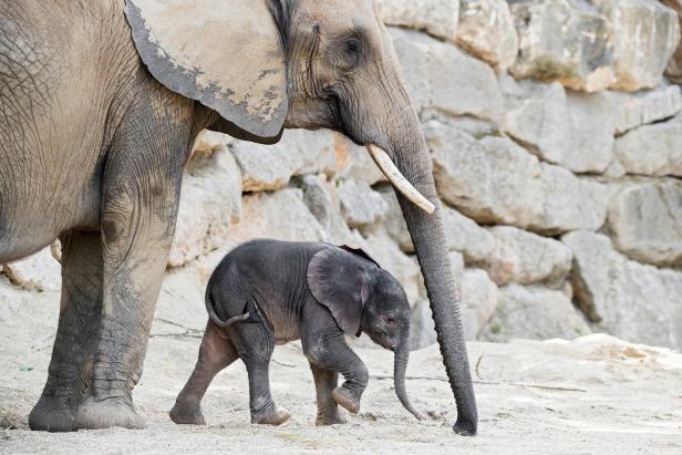 Schönbrunner Elefantenbaby wird belauscht