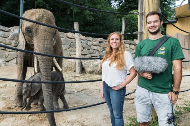 Schönbrunner Elefantenbaby wird belauscht