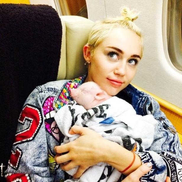 Miley Cyrus hält ein kleines Ferkel im Arm.