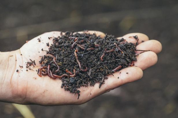 Gefräßiger „Alpenwurm“ ist Kompost-Star