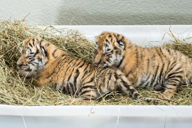 Gefundene Tigerbabys werden im Tiergarten Schönbrunn versorgt