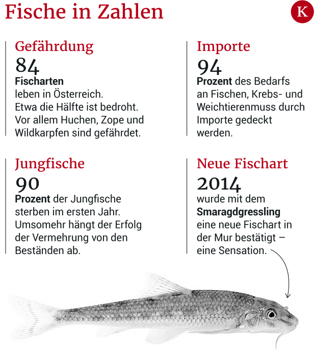 Bedroht: Unsere Fische gehen den Bach runter