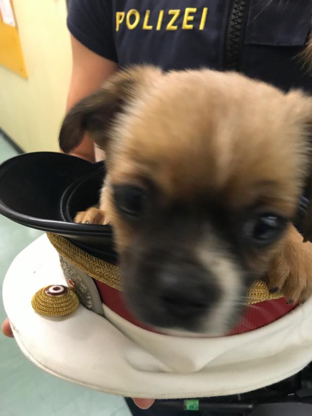 Welpenhandel aufgeflogen: Süße Hundebabys gerettet