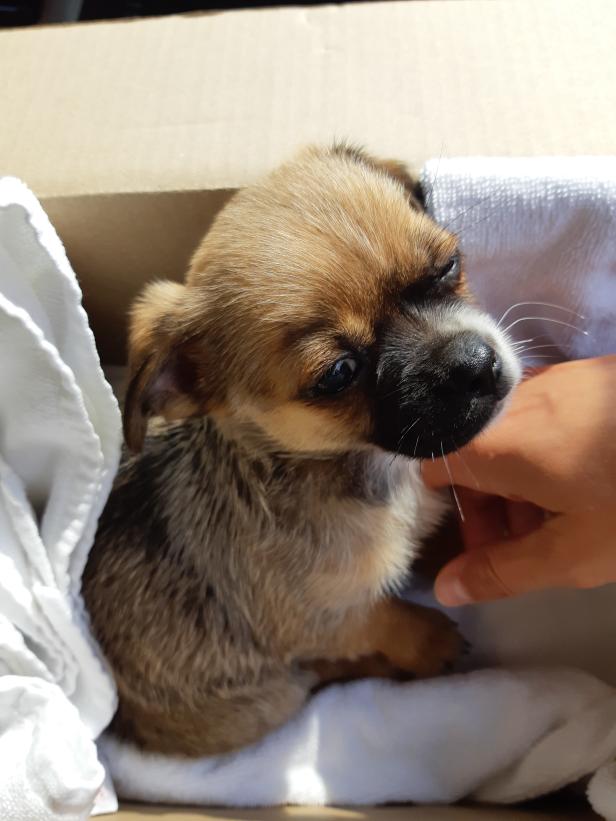 Welpenhandel aufgeflogen: Süße Hundebabys gerettet