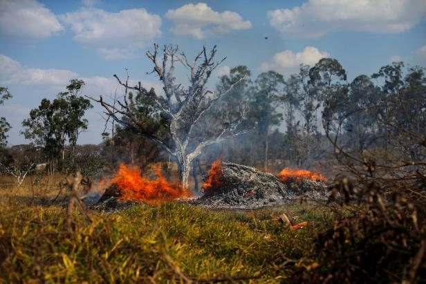 Feuer-Apokalypse zeigt, wie sehr wir den Regenwald am Amazonas brauchen