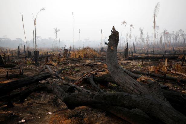 Amazonas-Regenwald brennt: Hunderte neue Feuer ausgebrochen