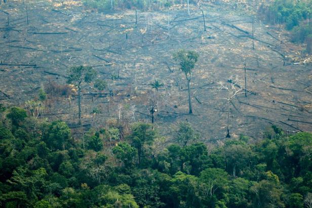 Regenwald in Flammen: Waldbrände nach Bolivien ausgebreitet