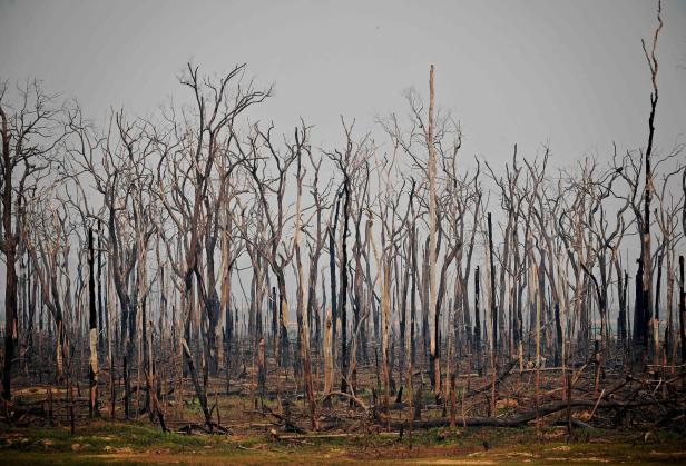 Regenwald in Flammen: Waldbrände nach Bolivien ausgebreitet