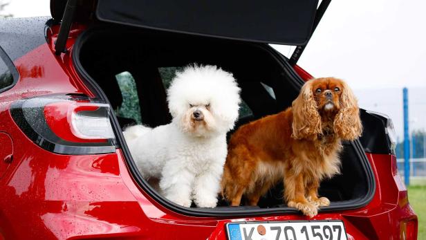 Ein weißer Bichon Frisé und ein Cavalier King Charles Spaniel sitzen im Kofferraum eines roten Autos.
