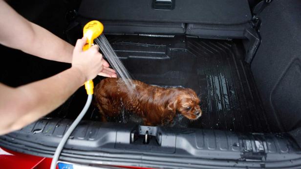 Ein nasser Cavalier King Charles Spaniel wird im Kofferraum eines Autos mit einem Duschkopf abgespritzt.