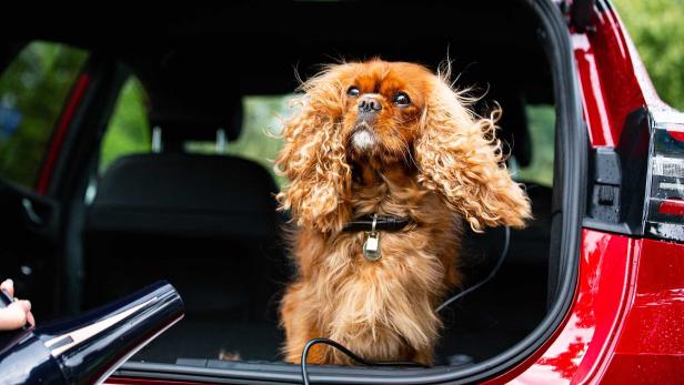 Ein Cavalier King Charles Spaniel sitzt im Kofferraum eines roten Autos.