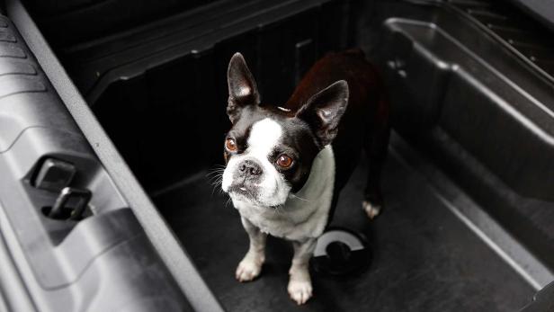 Ein Boston Terrier steht in einem schwarzen Behälter und schaut nach oben.