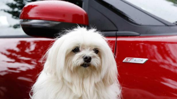 Ein weißer Malteserhund sitzt vor einem roten Auto.