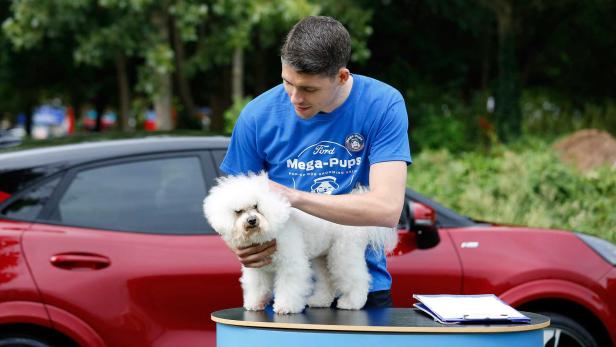 Ein Mann im Ford Mega-Pups T-Shirt hält einen weißen Bichon Frisé vor einem roten Auto.