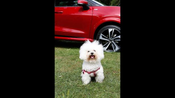Ein weißer Bichon sitzt vor einem roten Auto auf einer Wiese.