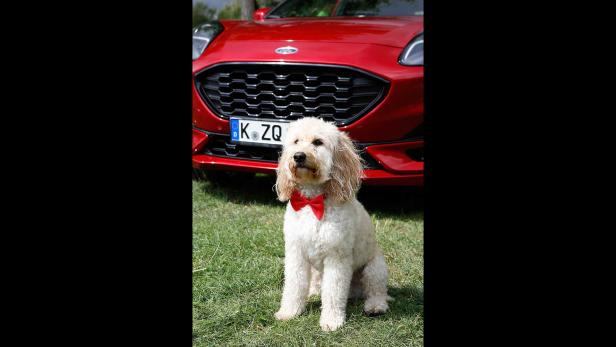Ein Hund mit roter Fliege sitzt vor einem roten Ford Puma.