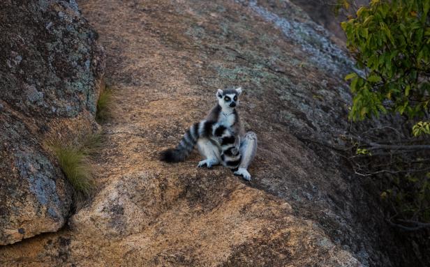Madagaskars Lemuren in Gefahr: Schon bald könnten sie Geschichte sein