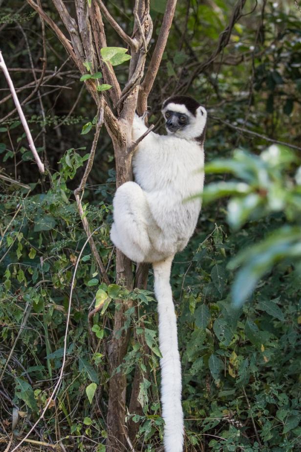 Madagaskars Lemuren in Gefahr: Schon bald könnten sie Geschichte sein