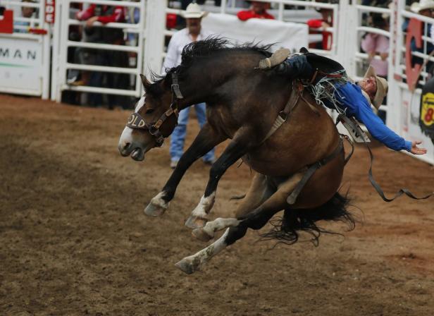 Ein Cowboy wird von einem wilden Pferd bei einem Rodeo abgeworfen.