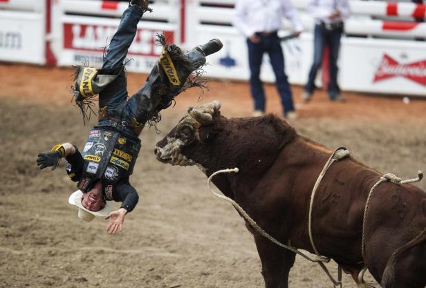 Ein Cowboy fällt während eines Rodeos von einem Bullen.