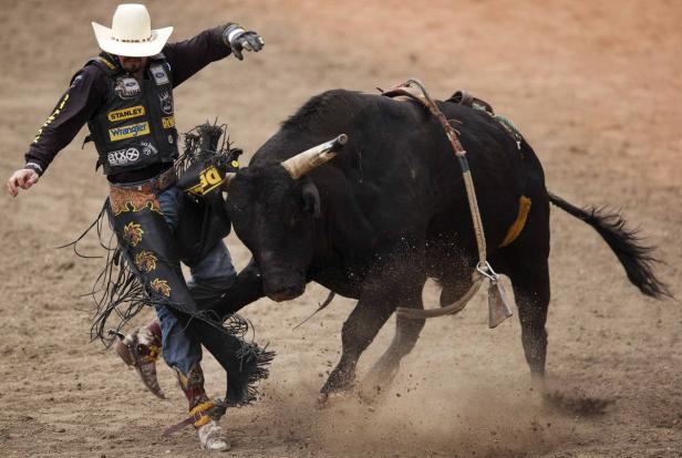 Ein Cowboy wird von einem schwarzen Bullen beim Bullenreiten abgeworfen.