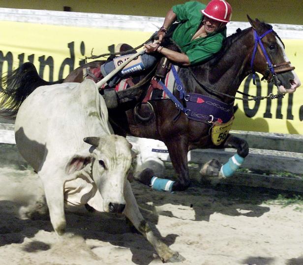 Ein Reiter versucht, während eines Stiertriebs einen Stier zu Fall zu bringen.