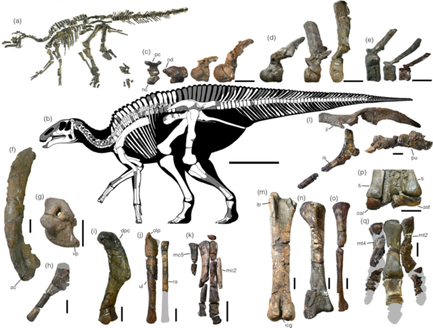 Japanische Forscher gruben fast vollständiges Dino-Skelett aus
