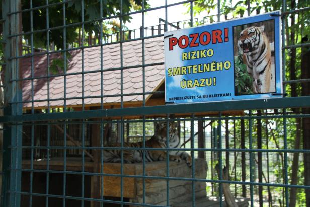 Tigerbabys aus der Badewanne starben: Frau vor Gericht