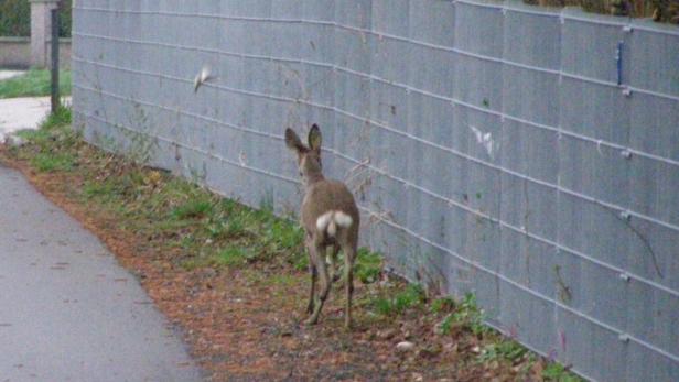 Bambi von Feuerwehr befreit