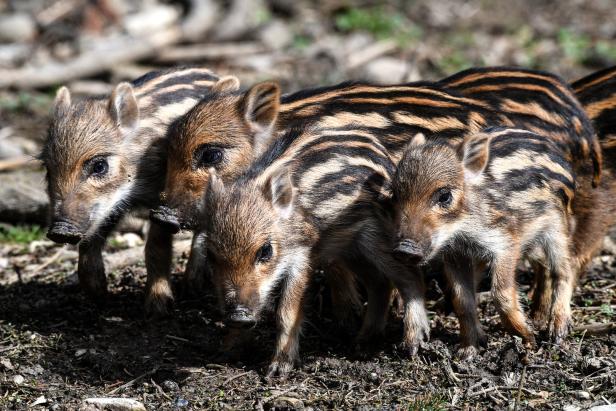 Wildschweine in Österreich: "Wilde Schäden" für 2020 befürchtet