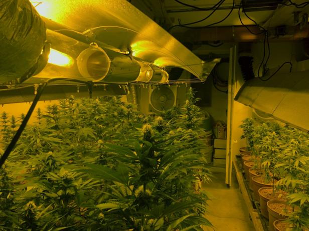 Cannabis-Plantage hinter doppelter Mauer
