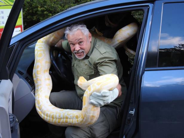 Vier Meter langer Python eroberte Auto