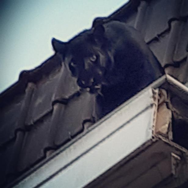 Schwarzer Panther spazierte auf Dächern herum