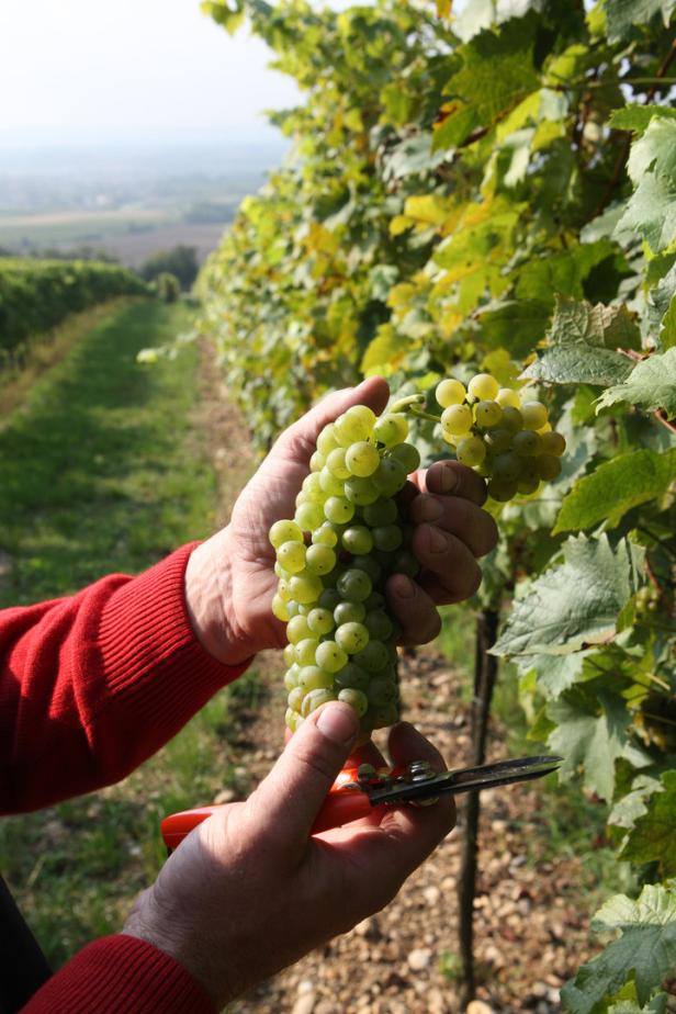 Der Weinanbau kehrt nach Oberösterreich zurück