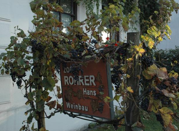 Lutzmannsburg: Wo die ältesten Reben zu Hause sind