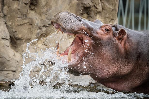 Letztes Planschen heuer für die Schönbrunner Flusspferde