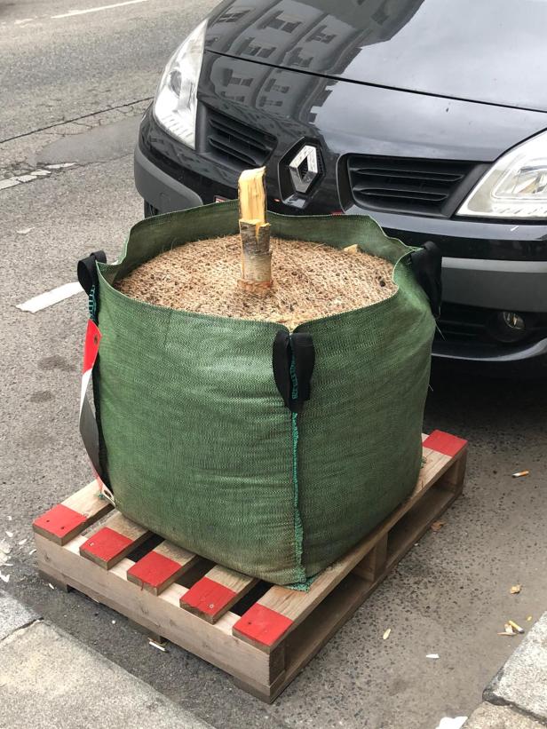 Ein junger Baumstumpf in einem grünen Pflanzsack auf einer Palette vor einem Auto.
