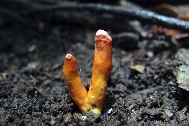 Erstmals in Australien entdeckt: Giftigster Pilz der Welt auf Wanderschaft