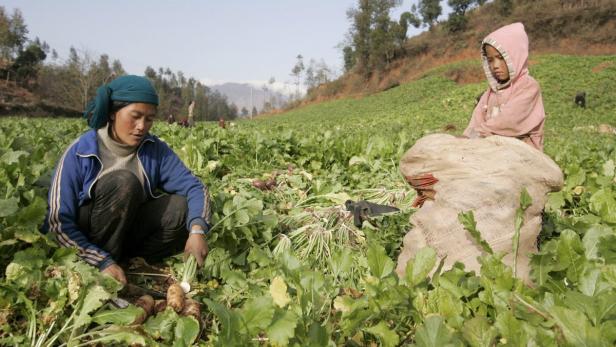 Eine Frau und ein Kind ernten Rüben auf einem Feld.