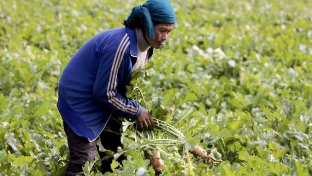 Eine Frau erntet Rettich auf einem Feld.