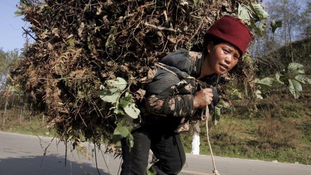 Eine Person trägt einen riesigen Haufen Äste und Blätter auf dem Rücken.