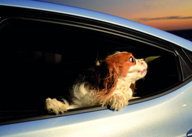 Die Schnauze im Fahrtwind