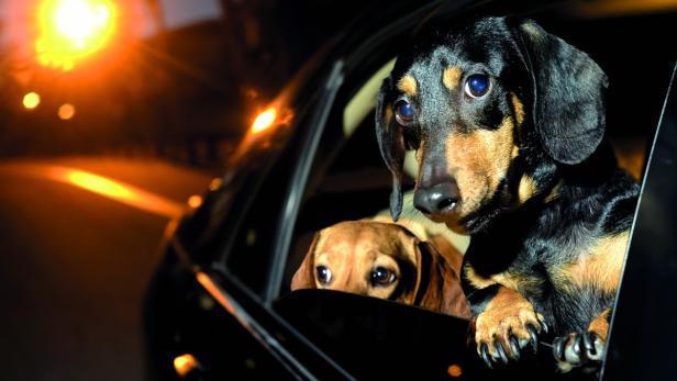 Die Schnauze im Fahrtwind