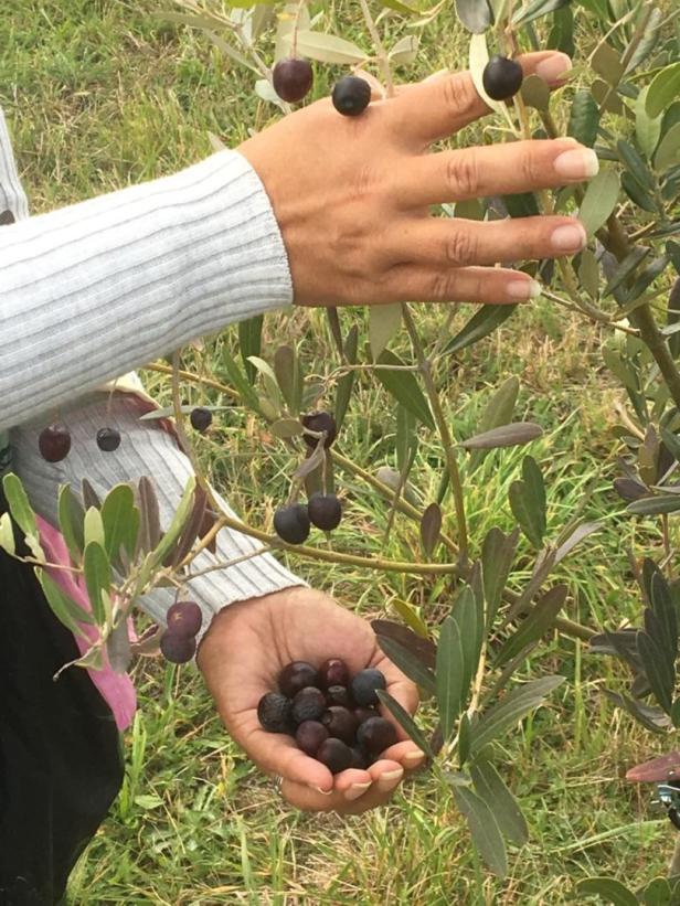 Mörbisch: Ein Olivenhain mit Seeblick