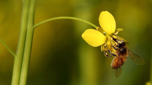 Eine Biene sammelt Nektar auf einer gelben Blüte.